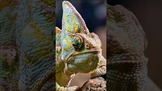 Unbelievable Chameleon Color Changes Explained [upl. by Asirram]