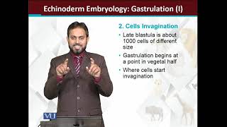 Echinoderms Embryology GastrulationI  Principles of Animal LifeI  ZOO514TTopic166 [upl. by Eveam]