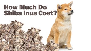 How Much Do Shiba Inu Puppies Cost [upl. by Elocim803]