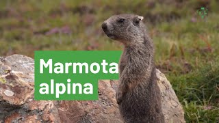 Marmota marmota CREAF [upl. by Trebbor]