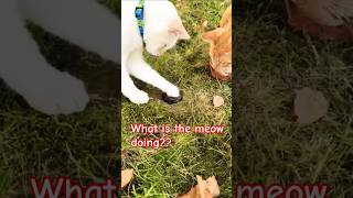 Meow lured the frog into a hole with his hand [upl. by Traci678]