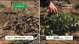 Find out how Nufarm DROPZONE compares in our Toowoomba Field Demonstration [upl. by Deegan270]