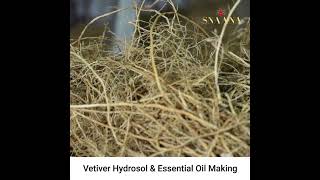 Vetiver Herb water Hydrosol  Making Video [upl. by Rod695]