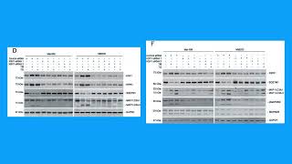 Autophagy 2015  doi 1010801554862720151049800 pubmed 26018731 [upl. by Hindu]