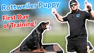 Rottweiler Puppy Day 1 of Training only 6 months old [upl. by Yraccaz]