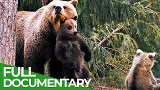 Three Bear Cubs  Growing Up in a Dangerous World  Free Documentary Nature [upl. by Akinna]