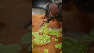 How Flies Actually Eat Your Food 😨 [upl. by Atiuqad]