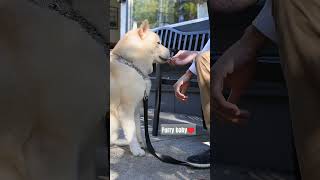 For all the pet lovers 😍dog doglover dogs pets cute ytshorts youtube [upl. by Housen]