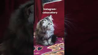 Cute kitten song love music bollywood catshorts musiccat cutekitty catlover cutecat [upl. by Nahtnhoj425]