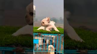 Show Quality French Bulldog puppies in Hyderabad Bangalore Chennai Mumbai India puppypic puppyshop [upl. by Oruntha]