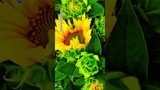 The sunflower blooming very quickly 🌻shorts sunflower flowers trending shortvideo [upl. by Llerad]