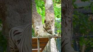 Biggest White Tiger SnowLeopard [upl. by Zarah]