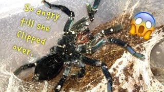 WATERING my TARANTULAS quotPart 3quot [upl. by Kilbride]