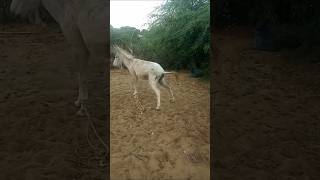 donkeys animals animalsounds donkey donkeysound pets [upl. by Rizzi]