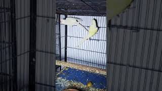 Birds Liver birds parrot viralvideo love funnyanimals funnyvideo [upl. by Ettinger530]