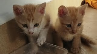 Very cute little kittens cats animal funny plays video longs [upl. by Follansbee]