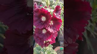 My Hollyhock flower plant [upl. by Affra]