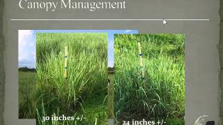 Using Native Grasses for Livestock in the Eastern US [upl. by Inanaup]