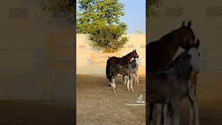 please support Karen viralvideo horsebeauty foryou growaccount beautifulhorses 1millionviews [upl. by Violante]