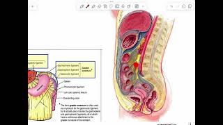 LEC 5 Anatomy GI system [upl. by Ydnarb]