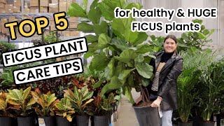 TOP 5 FICUS PLANT CARE TIPS  How To Ficus Shop Repot Light Water amp Fertilize Houseplant Care 101 [upl. by Kajdan234]