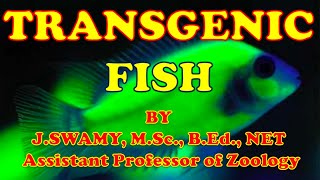 TRANSGENIC FISH [upl. by Fredric]