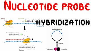 Nucleotide probe hybridization [upl. by Biernat]