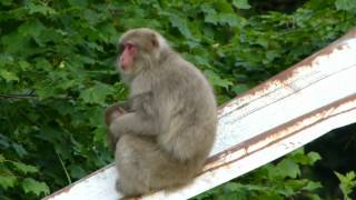 Japanese Macaque Infants Suckle ニホンザル母子と授乳 [upl. by Aes587]