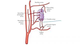 PALATINE TONSILS  TONSILLAR FOSSA  TONSILLAR BED  BLOOD SUPPLY  APPLIED  TONSILLITIS [upl. by Stortz211]