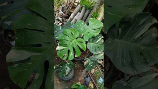 Philodendron Monstera Thai Constellation Variegata plants garden tanamanhias philocasiagarden [upl. by Errehs]