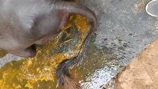 Food Poisoning Cattle and Buffaloes Diarrhea  Enteritis  दस्त का इलाज़ [upl. by Adnalahs655]