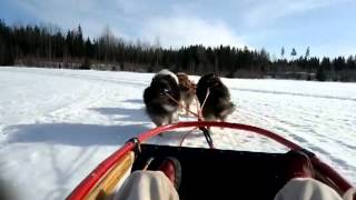 Sled dog ride with Collies [upl. by Raymund]