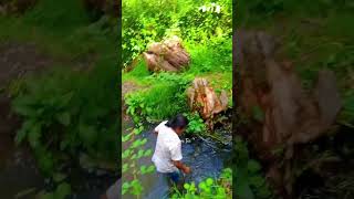 Cascada Peguche 🤠🍀🕊️ bachata music reelsviral [upl. by Cirilla651]