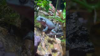 Dumpy frog sitting at a beautiful creek doing beautiful dumpy frog things [upl. by Siraval]