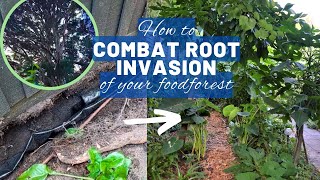 Create your food forest 101  Skill Protect your garden from root invasion of neighbouring trees [upl. by Nelleh701]