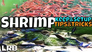 Tips and Tricks How to Keep Setup and Breed Freshwater Aquarium Shrimp for Neocaridina and Caridina [upl. by Jules]