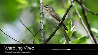 Warbling Vireo [upl. by Oiluig145]