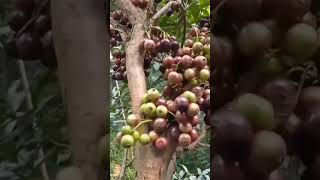 Memetik buah kupa shorts viralvideo [upl. by Obrien589]