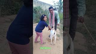 Laxmi boergoatfarm goat goatfarming animals boer goatfarmingbusiness younguttarakhandgroup [upl. by Dyann]