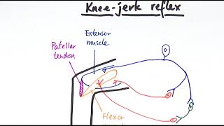 A2 Biology  Reflexes OCR A Chapter 138 [upl. by Ellerihs]