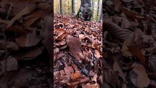 Goats foot🍄Scutiger pescaprae08112024nature forest pilze wild shorts new 4k mushroom [upl. by Maxie]