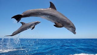 Amazing Wild Dolphins doing Spinner Jumpings  Funny Videos [upl. by Luo]