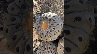 Copiapoa tenebrosa inermis vs regular form in habitat Which one is your favorite [upl. by Mccarty]