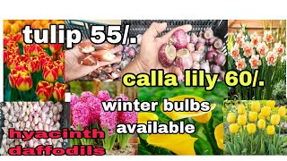 winter flower bulbs availableTulip hyacinth daffodils anemone सर्दियों के बल्बस उपलब्ध हैं [upl. by Chev]