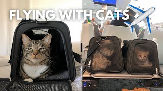 HOW TO FLY WITH CATS Complete guide to traveling with your pet [upl. by Shaylyn]