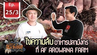 Arowana fish food สุดยอด อาหารปลามังกร  เพื่อนรักสัตว์เอ้ย l EP253 [upl. by Ecinnaj899]