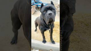 Cane corso in Uttar Pradesh best guard dog…canecorso puppy pets doglover viral shorts fyp [upl. by Nnylg]