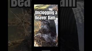 Unclogging a beaver dam 🦫 beavers beaverdam beaverdamremoval beaver [upl. by Gallager859]