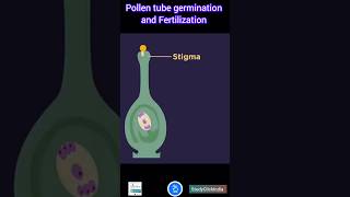 Pollen tube germination and Fertilization Quick Overview [upl. by Aloisia]