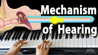 Mechanism of Hearing Animation [upl. by Mcdowell]